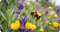Bumble Bee